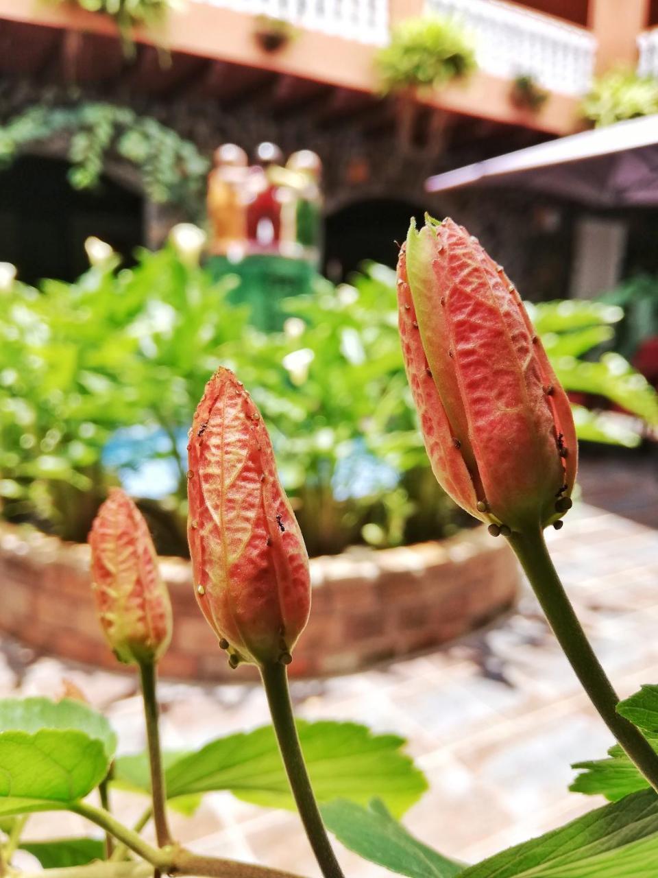 Hotel La Serrania ボケテ エクステリア 写真